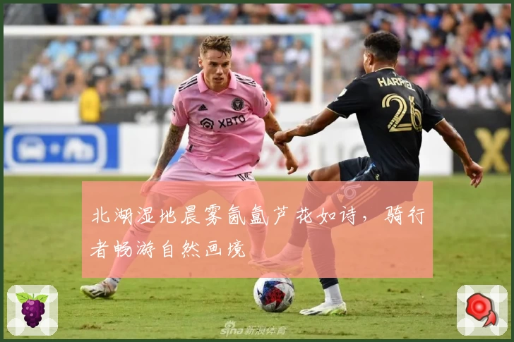 北湖湿地晨雾氤氲芦花如诗，骑行者畅游自然画境